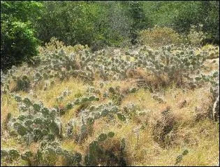 La sporotrichose, est une maladie rare qui, la plupart du temps, se transmet :