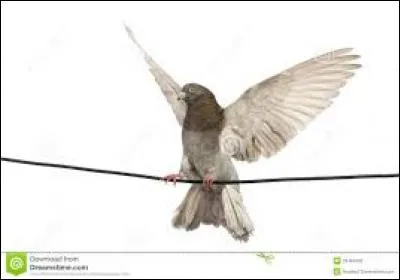 Pourquoi les oiseaux peuvent-ils se tenir sur les fils électriques ?