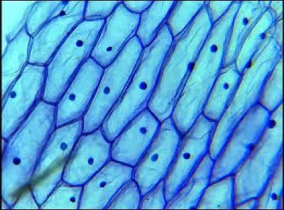 Un micro-organisme constitué d'une seule cellule est...