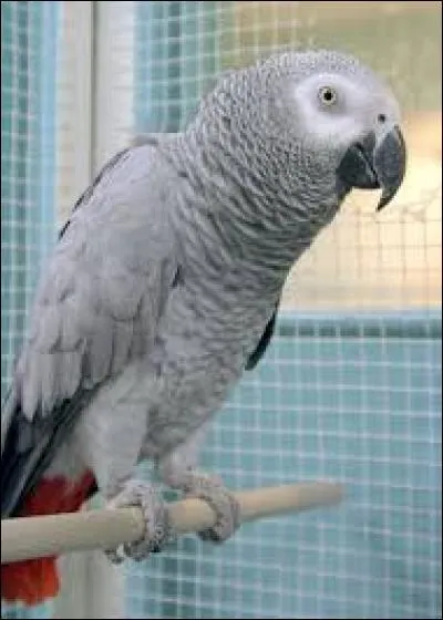 Quel autre nom donne-t-on au perroquet gris du Gabon ?
