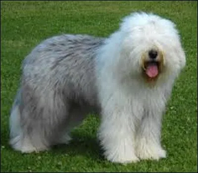 Quelle est la race de chien de couleur gris et blanc ?