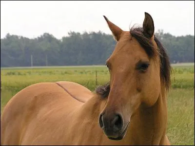 Et un cheval bai dun a pour génotype :