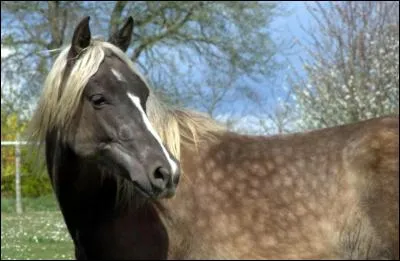 Et un cheval black silver dapple, quel est son génotype ?