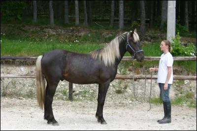 Un cheval noir flaxen, quel est son génotype ?