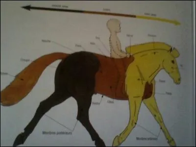 En regardant bien l'image, comment s'appelle la partie en jaune ?