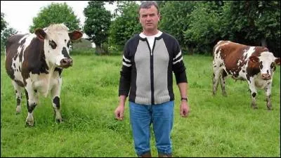 En Normandie, nos bœufs on de belles courses et, souvent, on voit les garçons vachers qui court les fermières avec leurs bœufs.