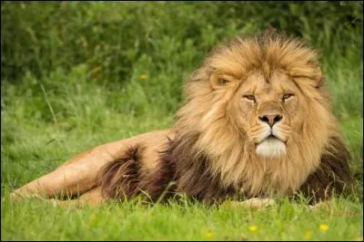 Ce même félin a donné son nom à une ville des Etats Unis, dans un Etat dont la capitale est Jackson ...