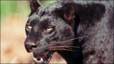 A quoi ce félidé a-t-il donné son nom ?