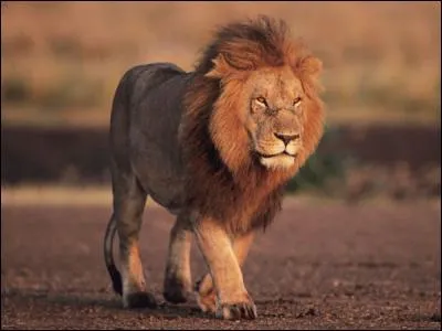 S'il est d'or, dans quelle ville est-il décerné comme une récompense célèbre ?