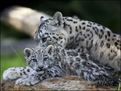 A qui cette panthère peut-elle prêter son nom ?