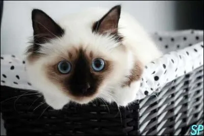 Qui jouait dans le film de Pierre Granier-Deferre, dont le titre porte le nom de ce félin ?