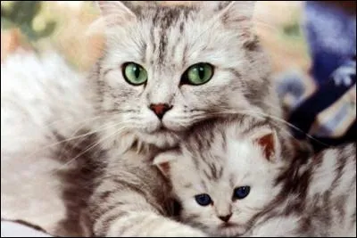 Admirez cette jolie chatte. A quoi n'a-t-elle pas donné son nom ?