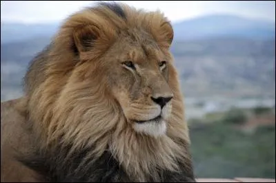 Il existe une chose que cet animal ne peut pas être :