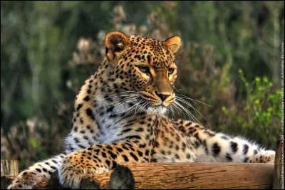 Lequel de ces champignons se fait qualifier du nom de ce félin ?