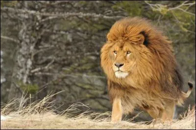 Que peut être ce félin ?