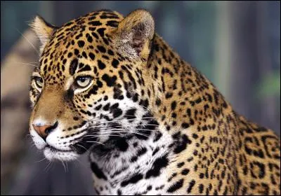 Quel film de Francis Veber dans lequel joue Jean Reno, a été inspiré par ce félin dont il a pris le titre ?