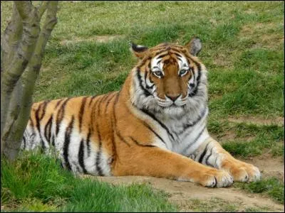 Cet animal représente une figure dans un sport, lequel ?