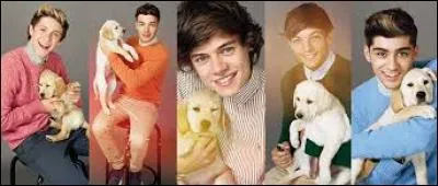 Qui des One Direction a déjà montré ses fesses à toute sa classe ?