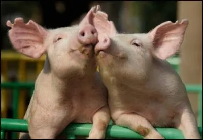 Manger comme un cochon c'est :