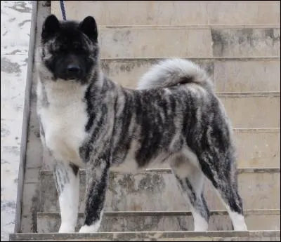 L'akita était autrefois utilisé pour la chasse :