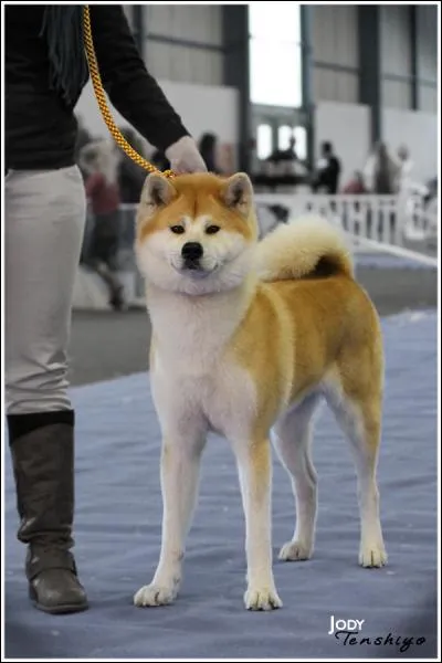 Un akita femelle peut peser .... à l'age adulte.