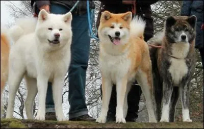 Un akita mâle peut mesurer ... à l'age adulte.