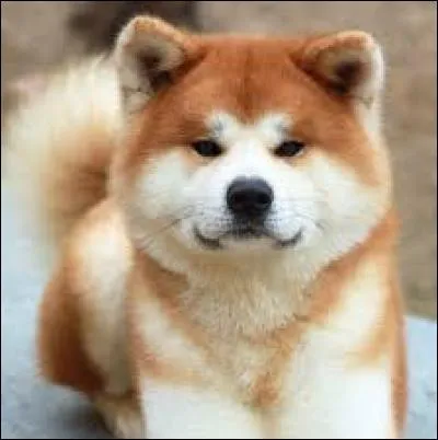 Un akita femelle peut mesurer ... à l'age adulte.