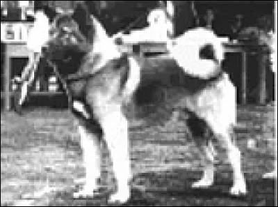 L'akita est issu du croisement d'un :