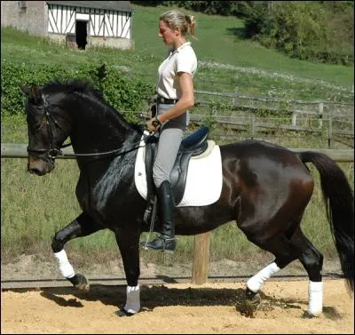 Comment change-t-on de diagonale au trot enlevé ?