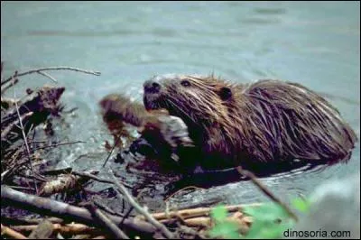 Trouvez le nom d'un métier par la photo !