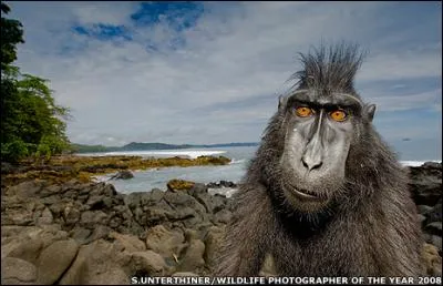 Trouvez le titre d'une chanson !