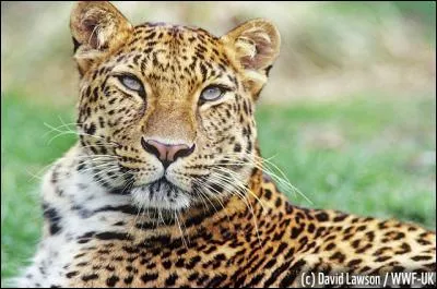 Combien de sortes de léopards sont en danger ?