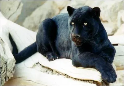 Quelle est la vitesse de la panthère noire en course ?