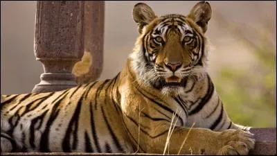 Ce tigre est :