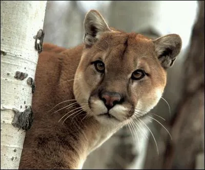 Il est près d'un...