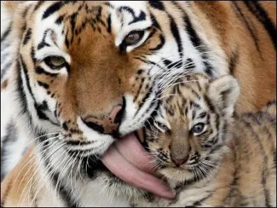 La maman lèche son petit, pourquoi ?