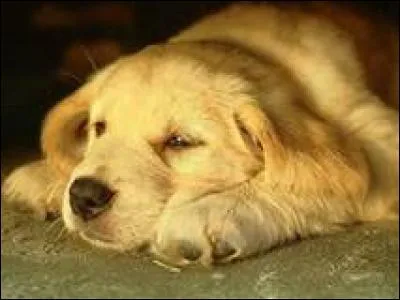 Comment dit-on "chien" en anglais ?