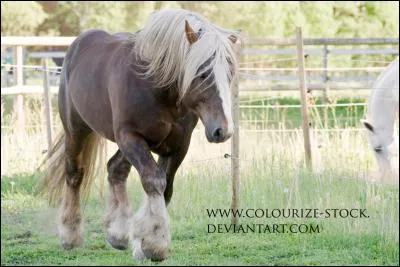 Quelle est la robe de ce cheval ?