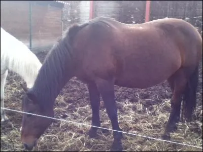 Quelle est la robe de ce cheval ?