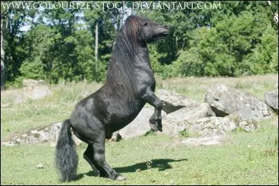 Quelle est la robe de ce cheval ?