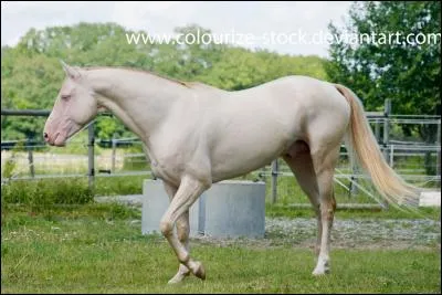 Quelle est la robe de ce cheval ?