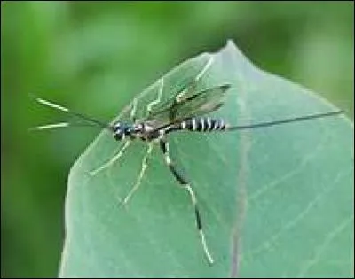 Quel est cet animal ?