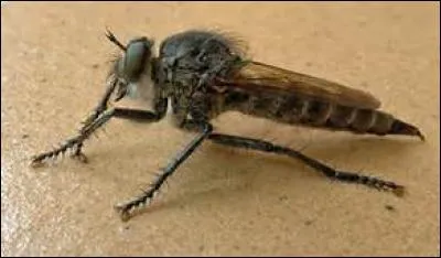 Généralement, de quelle couleur sont les yeux de la mouche asilide ?