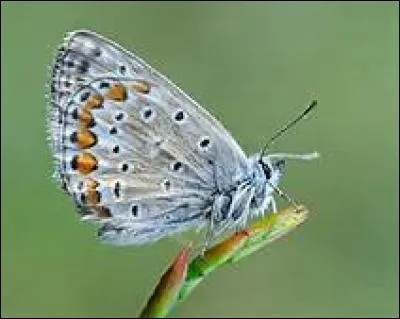Dans quel État trouve-t-on généralement l'azuré commun ?