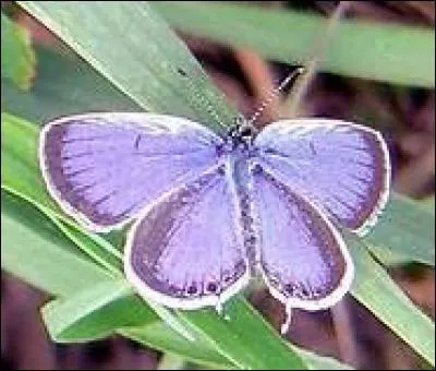 Souvent, quelle est la couleur des ailes du bleu porte-queue de l'Est ?