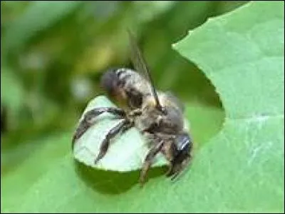 Que découpe l'abeille découpeuse ?