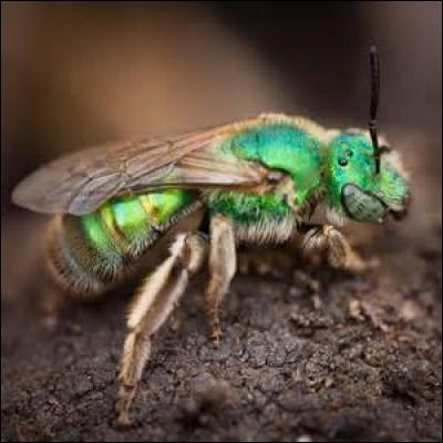 Quel est l'autre nom de l'abeille verte ?