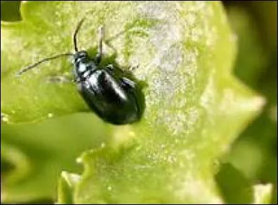 Quelles pattes de l'altise sont les plus puissantes ?