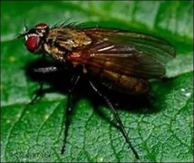 En fait, que sont les anthomyiidés ?