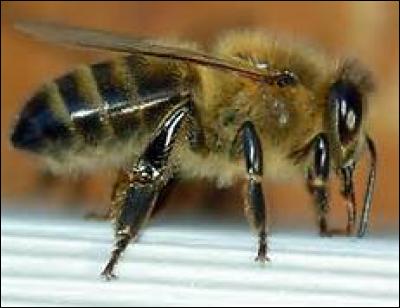 Comment les abeilles sociales sont-elles ?